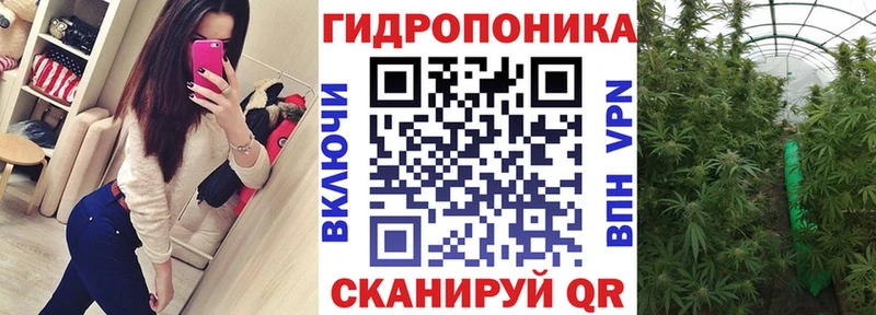Конопля гибрид Сковородино